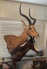 IMG_4025.jpeg