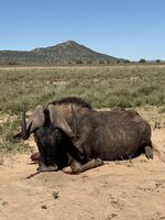 SA 2.0 Susan's Black Wildebeest 2.jpeg