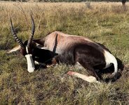 SA 2.0 Bontebok 3.jpg