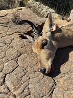 SA 2.0 2026 Mth Reedbok.jpeg