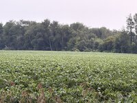 IMG_8794.jpeg