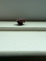 IMG_8803.jpeg