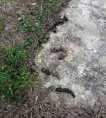 scat 2.jpg scat 2.jpg