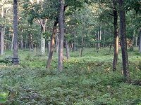 tree stand 3 .jpg tree stand 3 .jpg