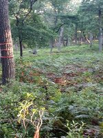 tree stand 2 .jpg tree stand 2 .jpg