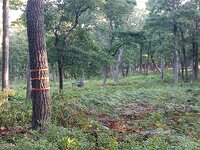 tree stand 1 .jpg