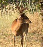 Buck Back Yard Aug 2026-1-SM.jpg