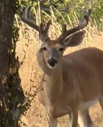 Buck Back Yard Aug 2026-2-SMa.jpg