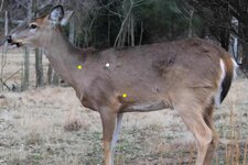 485507_gaf-deer-shot-placement-3jpg_hero_1200x800.jpg