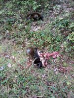 porcupine .jpg