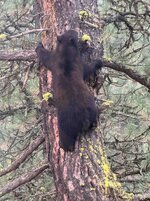 Bear 01 2026 sm.jpg