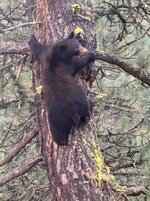 Bear 02 2026 sm.jpg