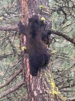 Bear 01 2026 sm.jpg