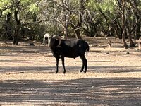 IMG_8240.jpeg