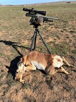 Standing 6 5 284 tripod antelope doe.jpg