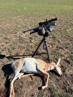 25 Creed doe tripod.jpg