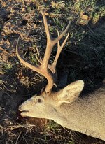 IMG_4494.jpeg IMG_4494.jpeg