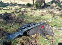 338FED small pig.jpg