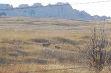 Badlands buck 05 cropped.jpg