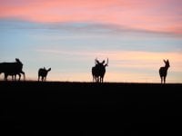 Mulie herd 08.JPG