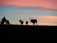 Mulie herd 09.JPG