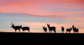 Mulie herd 10 cropped.jpg