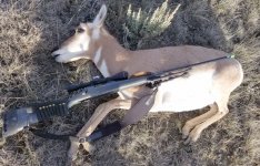 doe antelope 6mmBR Rem700 2016.jpg