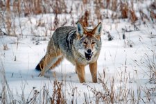 Tips_for_winter_coyote_hunting.jpg