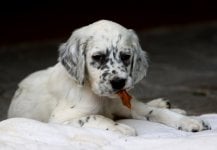 english-setter-puppies-ohio.jpg