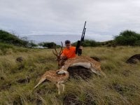 Lanai axis deer 2 2018.jpg